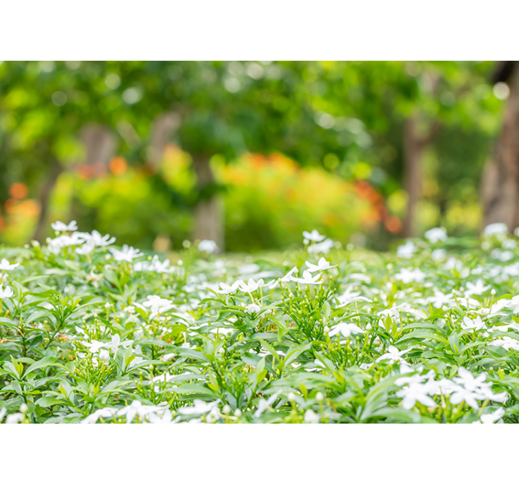 Tapisserie fleur fleurs blanches luxuriantes - TenStickers