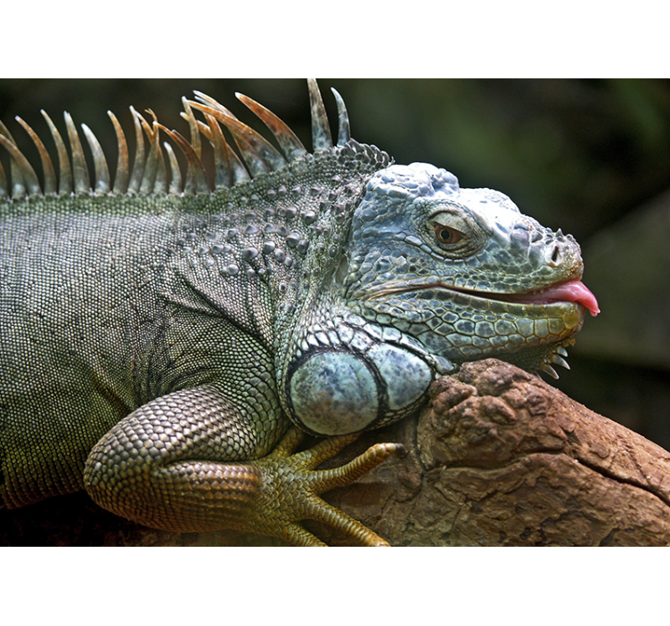Tapisserie animaux iguane majestueux en gros plan - TenStickers