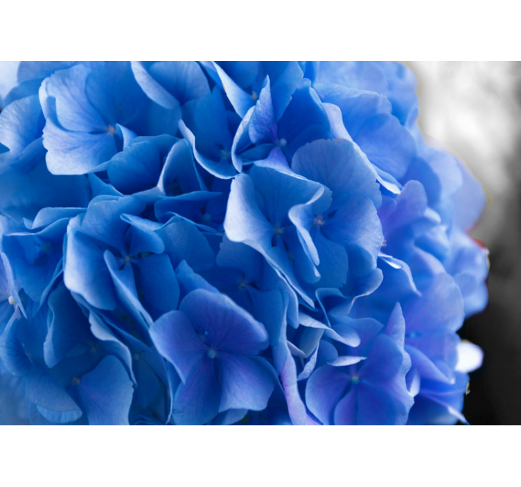 Tapisserie fleur fleurs bleues d'hortensia - TenStickers
