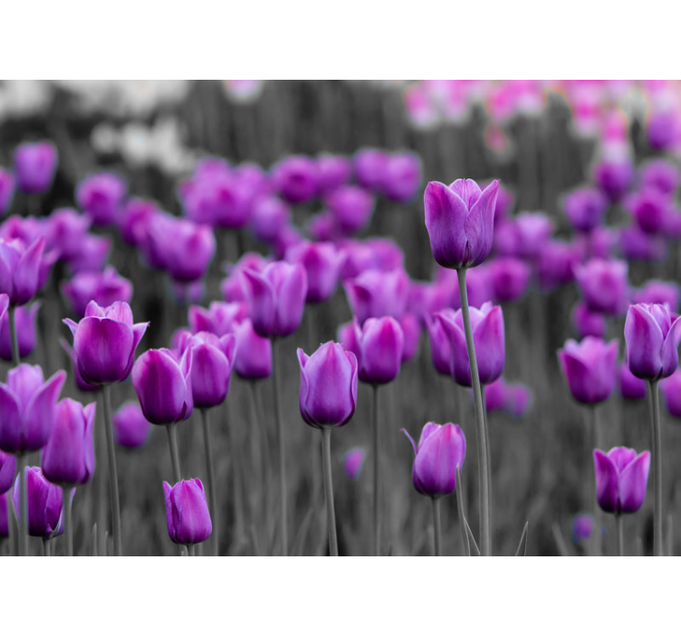 Tapisserie pissenlit fleurs de tulipes violettes - TenStickers