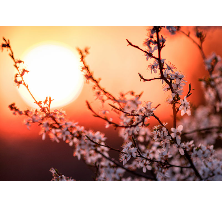 Tapisserie fleur exposition de fleurs au coucher du soleil - TenStickers