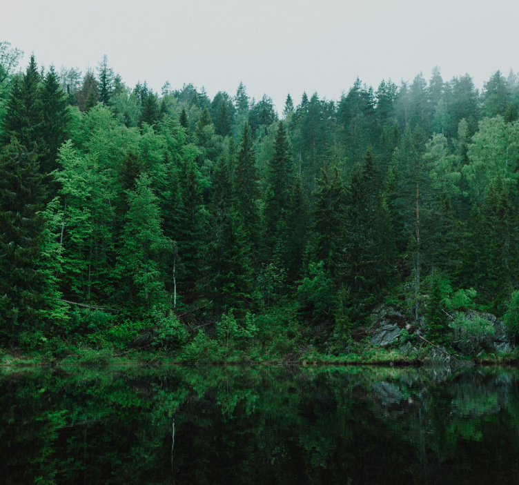 Tapisserie murale arbre forêt profonde - TenStickers