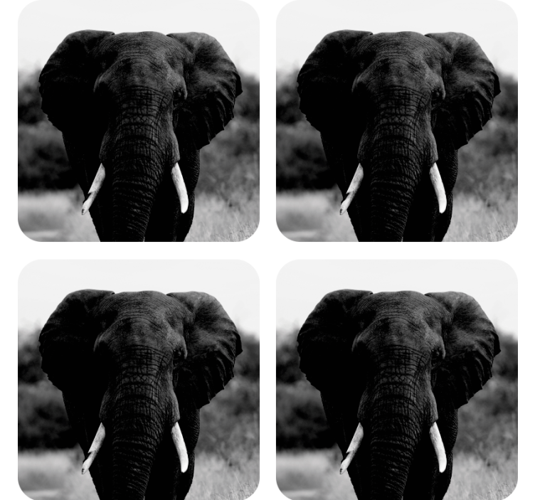Dessous de verre vintage portraits d'éléphants monochromes - TenStickers