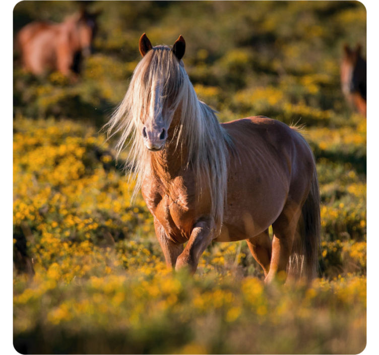 Dessous de verre moderne cheval majestueux dans un champ - TenStickers