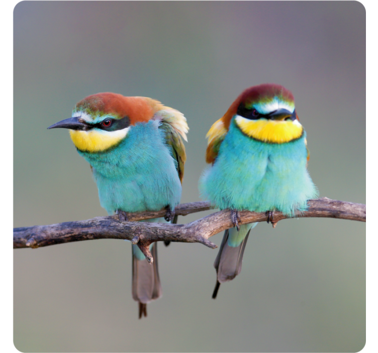 Dessous de verre moderne oiseaux colorés perchés - TenStickers