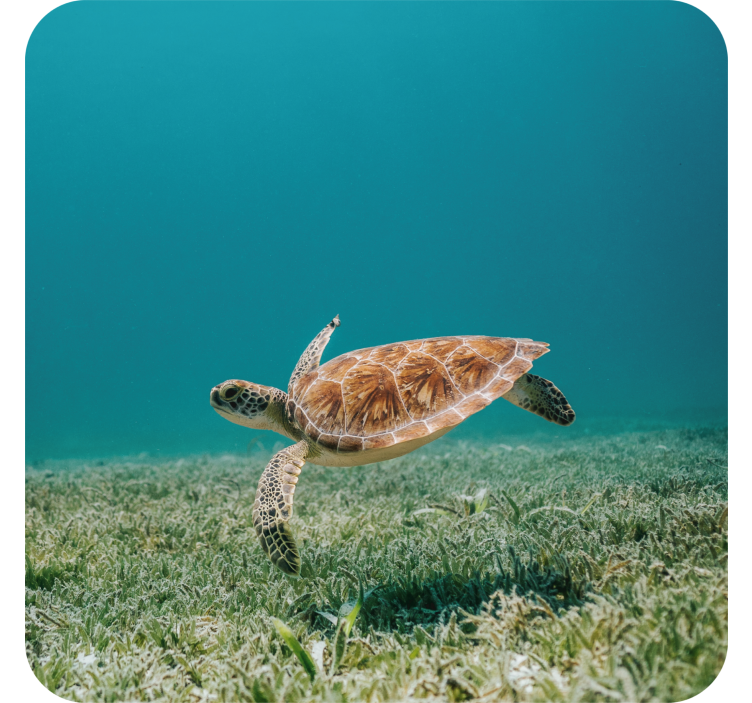 Dessous de verre moderne tortue de mer nageante - TenStickers