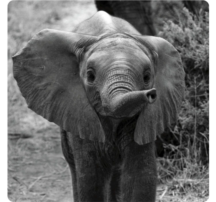 Dessous de verre vintage éléphant bébé adorable - TenStickers