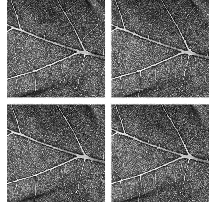 Dessous de verre motif de feuilles élaboré - TenStickers