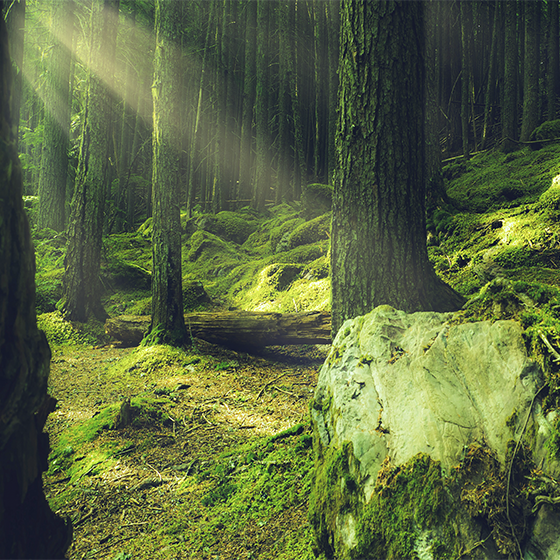 Poster salon pierres de nature avec mousse en forêt - TenStickers