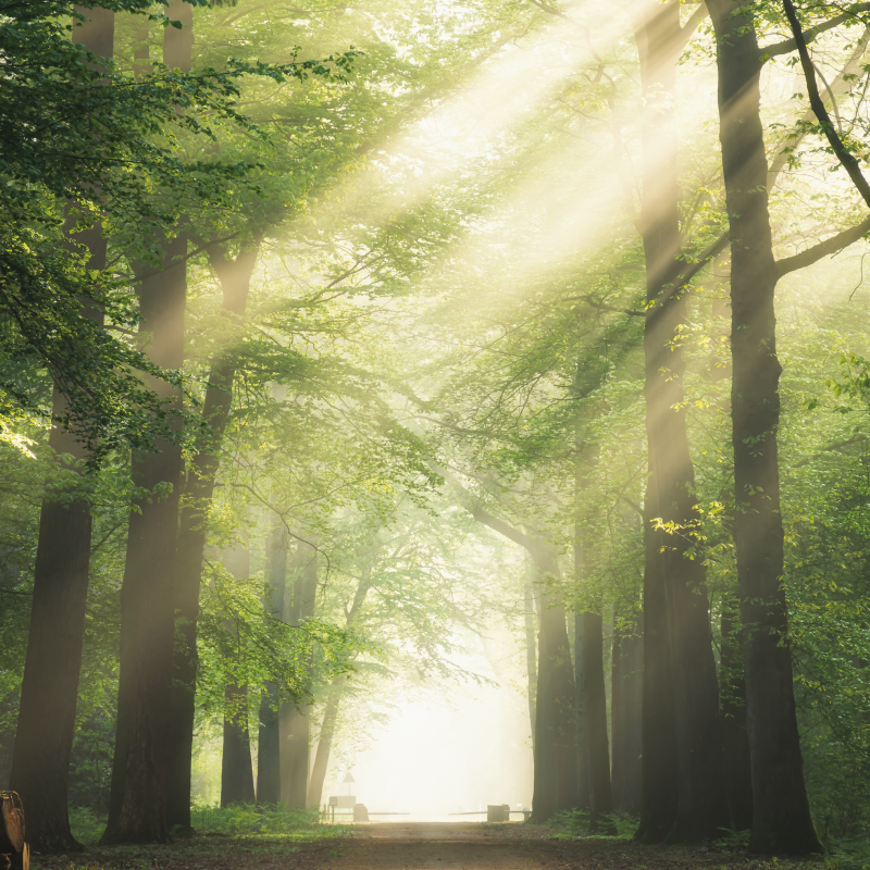 Poster salon forêt verte avec le soleil - TenStickers