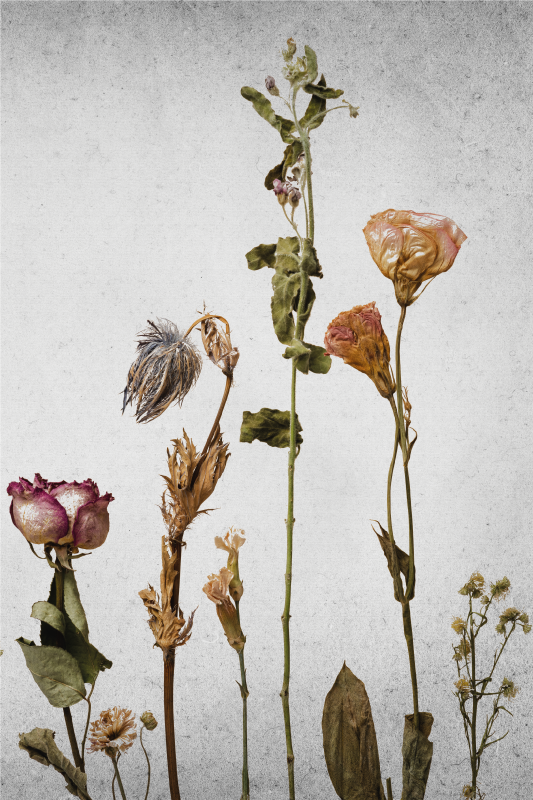 Poster fleurs et plantes arrangement de fleurs sèches - TenStickers