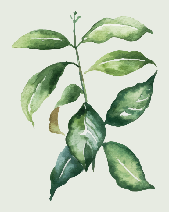 Poster fleurs et plantes feuille de palmier lime - TenStickers