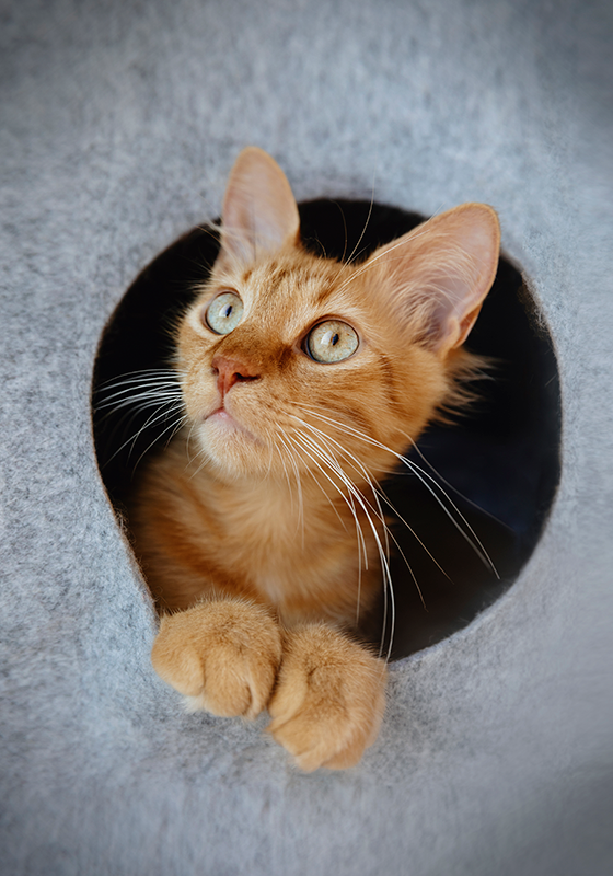 Conception d'impression d'affiche de chat furtivement - TenStickers