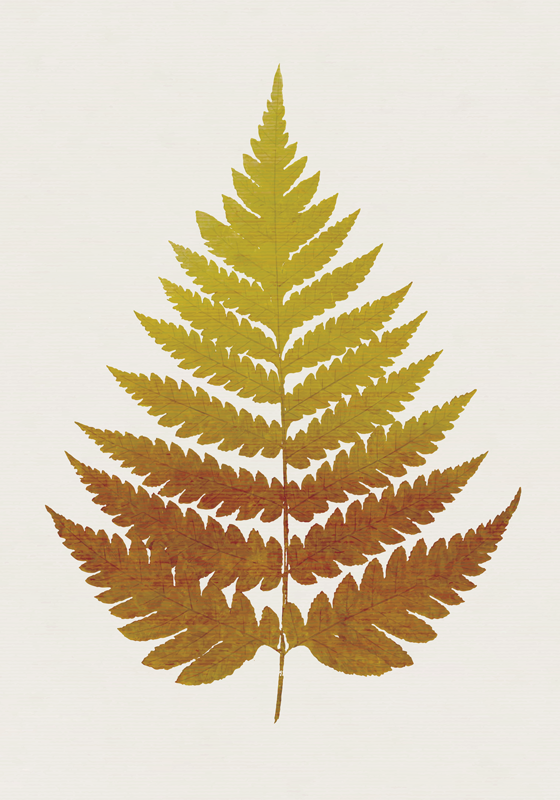 Poster plantes feuille de fougère dorée - TenStickers