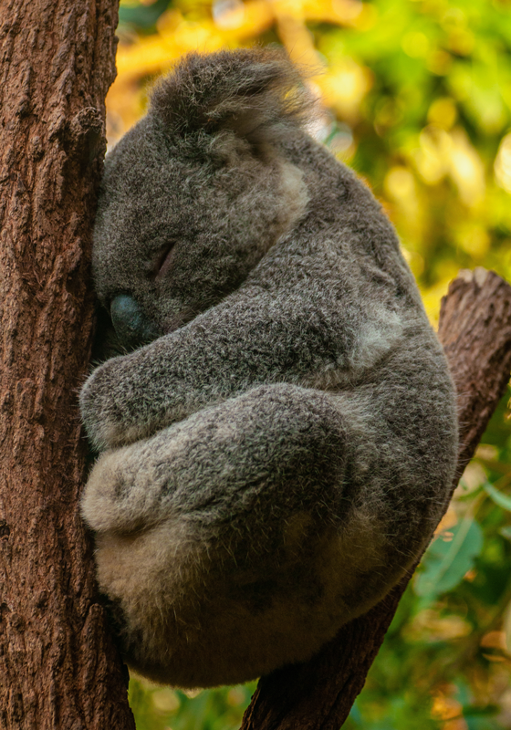 Poster chambre ado koala dormant - TenStickers