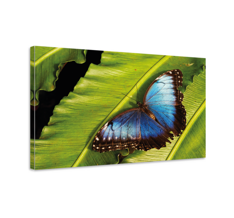 Tableau papillons papillon sur feuille - TenStickers