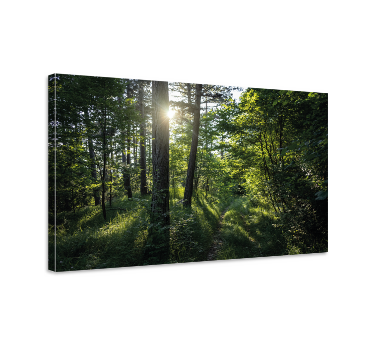 Tableau paysages sentier forestier illuminé - TenStickers