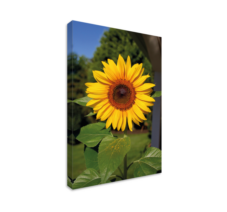 Tableau fleurs et plantes fleur de tournesol ensoleillée - TenStickers