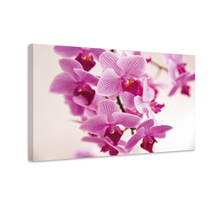 Tableau fleurs et plantes fleurs d'orchidées délicates - TenStickers