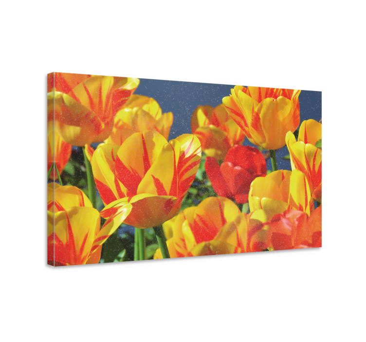 Tableau fleurs et plantes Éclosions de tulipes vibrantes - TenStickers