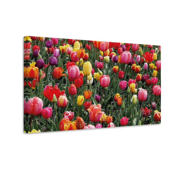 Tableau fleurs et plantes tulipes colorées - TenStickers