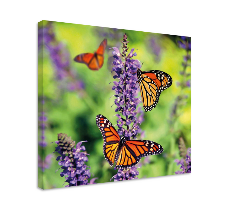 Tableau papillons rassemblement de papillons monarque - TenStickers