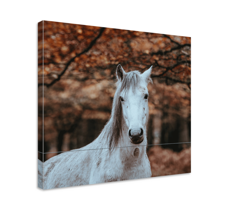 Tableau chevaux animal blanc majestueux - TenStickers