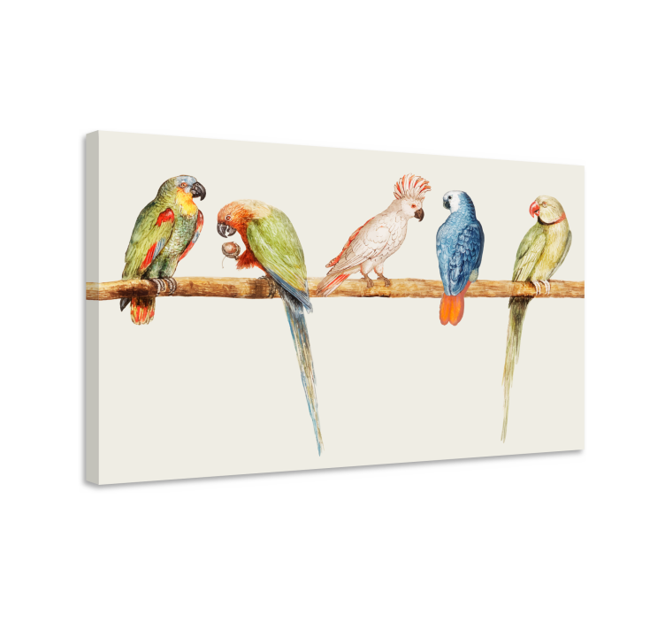 Tableau oiseaux collection de perroquets colorés - TenStickers