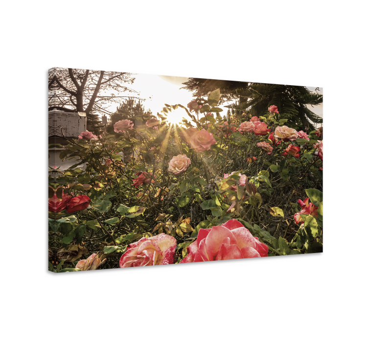 Tableau fleurs et plantes fleurs de rose éclatantes - TenStickers