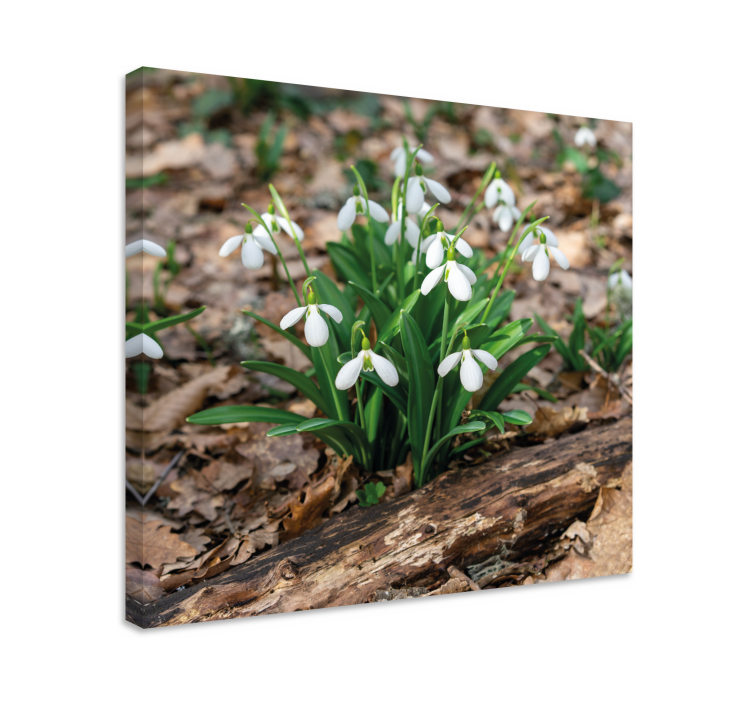 Tableau fleurs et plantes fleurs de perce-neige en fleurs - TenStickers