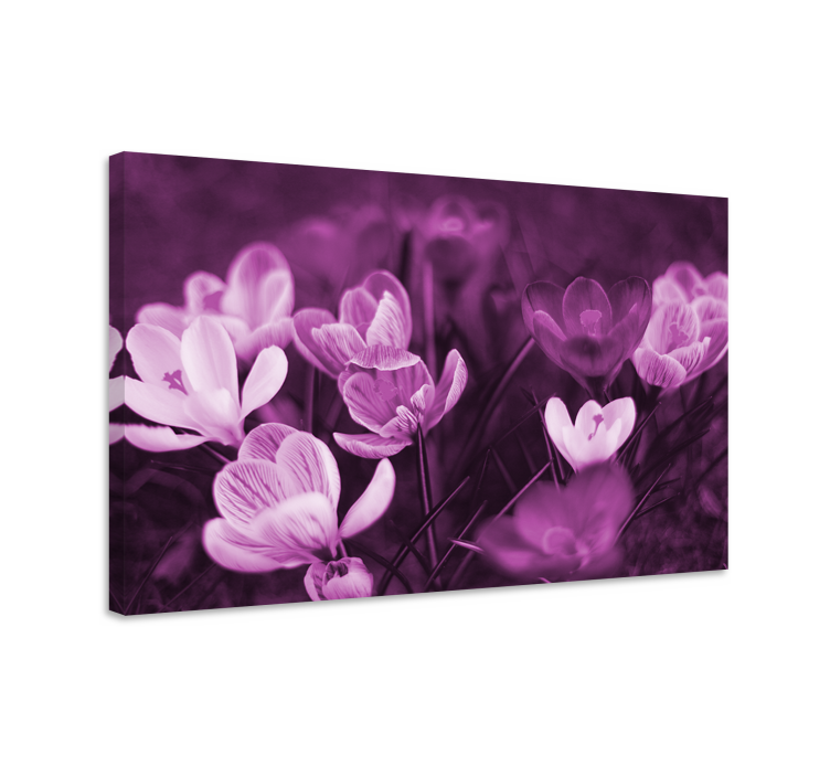 Tableau fleurs Belle fleur de crocus rose - TenStickers
