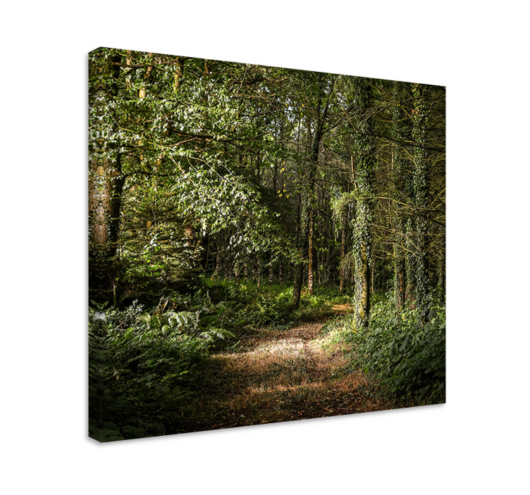 Tableau paysages vue sur le sentier forestier - TenStickers