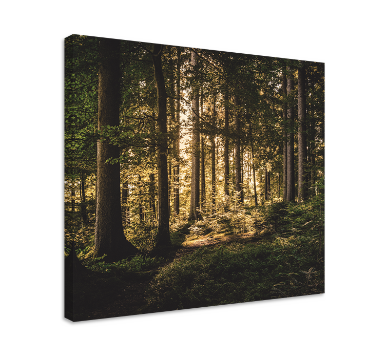 Tableau paysages forêt lumineuse - TenStickers