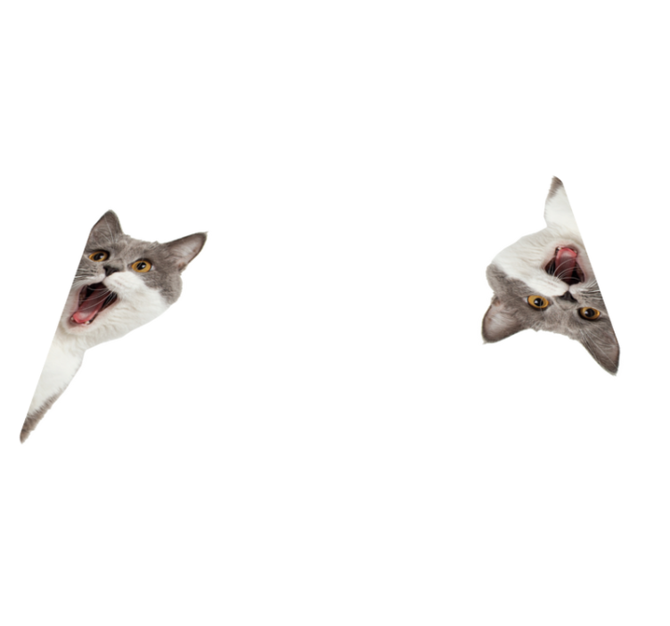 Tapis vinyle animal chat espionnant sur fond blanc - TenStickers