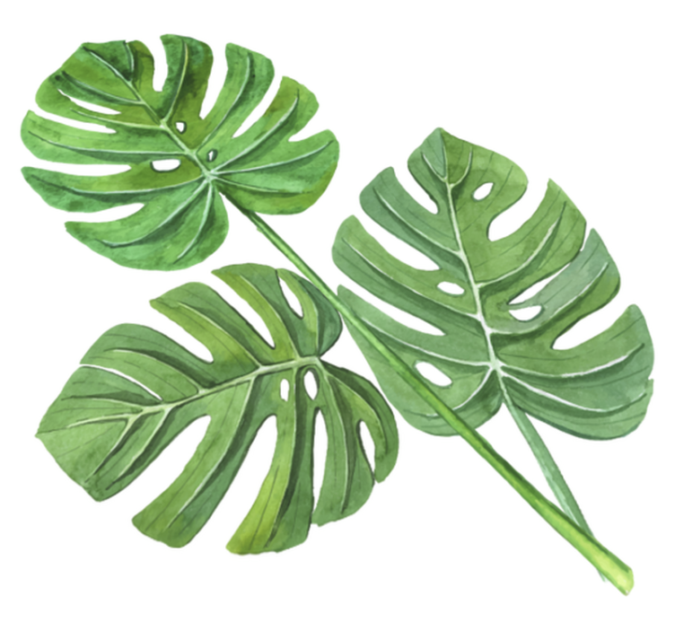 Tapis vinyle plantes feuilles aquarelle monstera - TenStickers