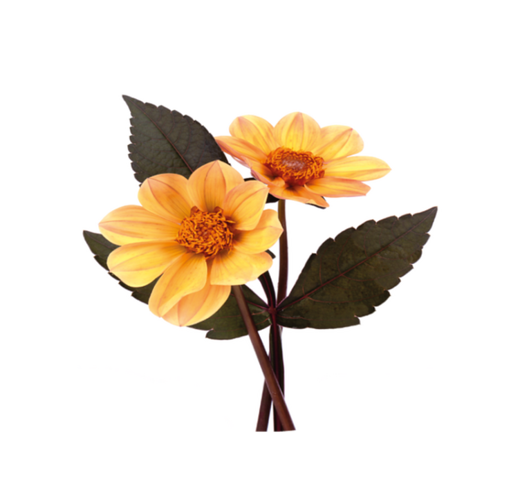 Tapis vinyle plantes composition florale vive - TenStickers