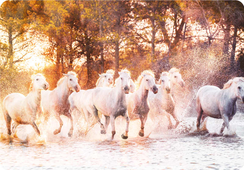 Tapis vinyle animal chevaux sauvages coucher de soleil - TenStickers