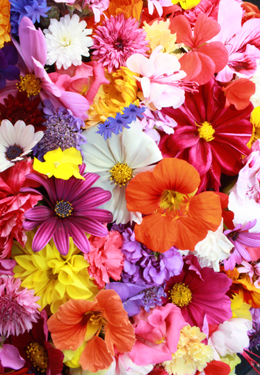 Tapis vinyle plantes avec de nombreuses fleurs colorées - TenStickers