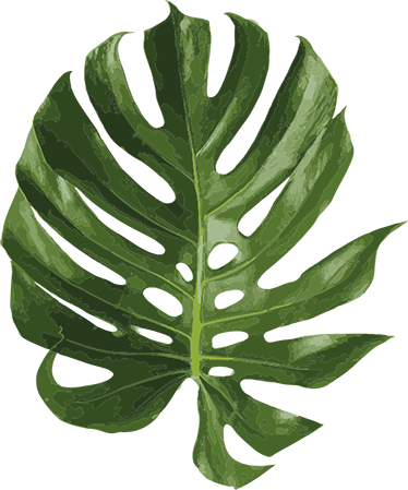 Tapis vinyle plantes feuille de monstera délicieuse - TenStickers