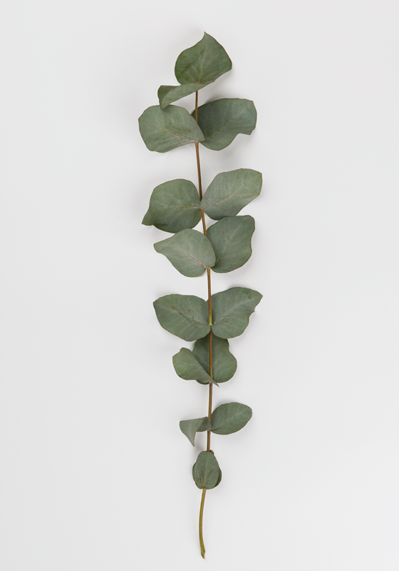 Tapis vinyle plantes feuilles d'eucalyptus - TenStickers