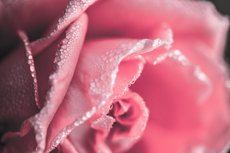 Tapis en vinyle rose incroyable pour salle à manger - TenStickers