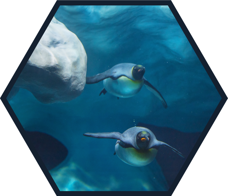 Tapis vinyle animal scène de nage avec un pingouin - TenStickers