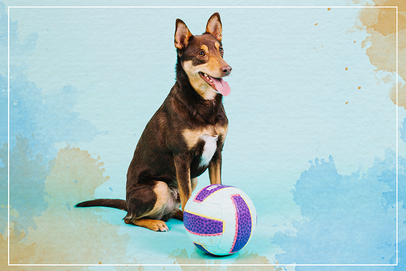 Tapis vinyle animal Volley-ball de chien - TenStickers