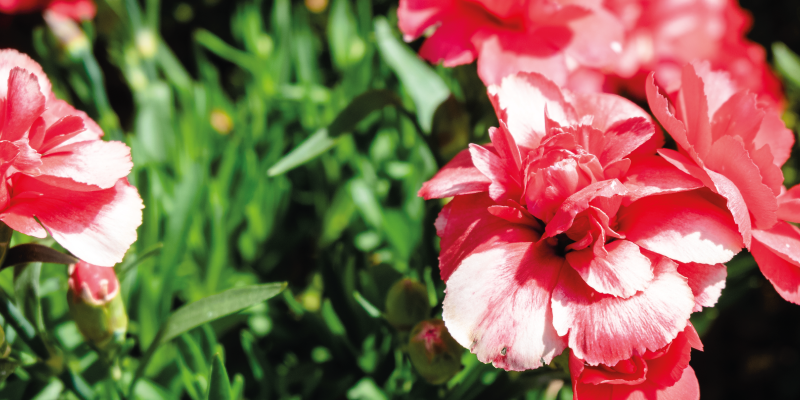 Tapis vinyle plantes fleurs roses et herbe - TenStickers