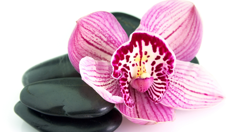 Tapis vinyle plantes orchidée et pierres - TenStickers