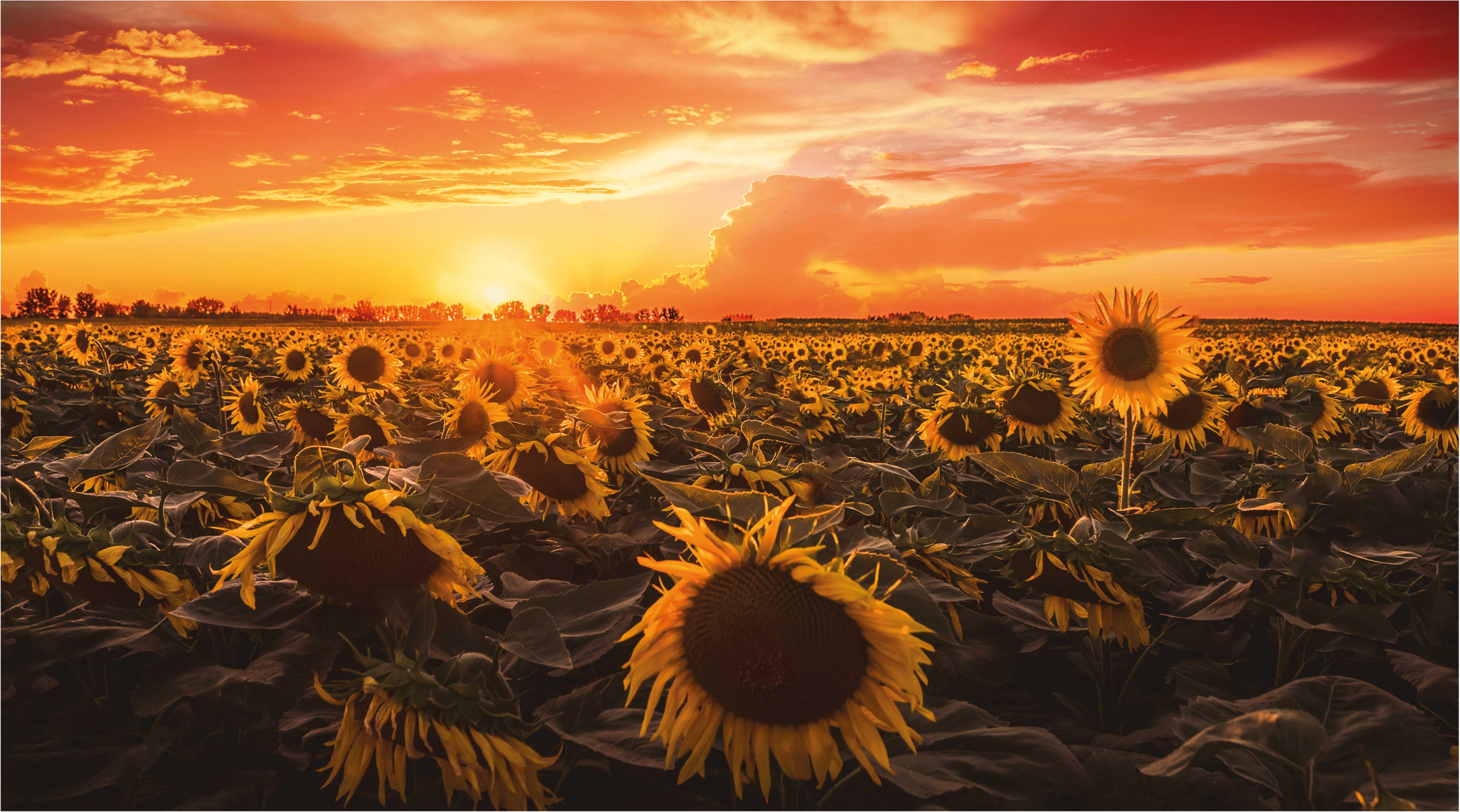 Tapis vinyle plantes scène de coucher de soleil tournesols - TenStickers