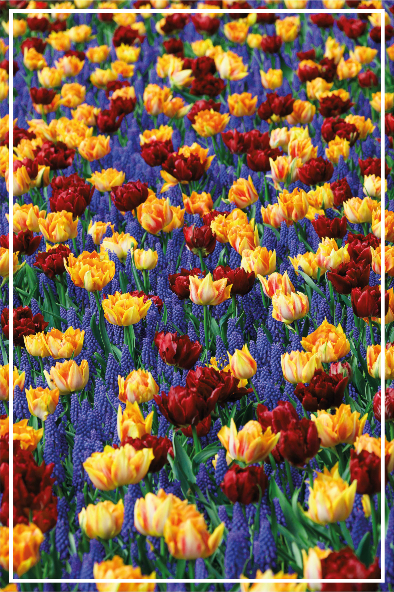 Tapis vinyle plantes conception de jardin de tulipes - TenStickers