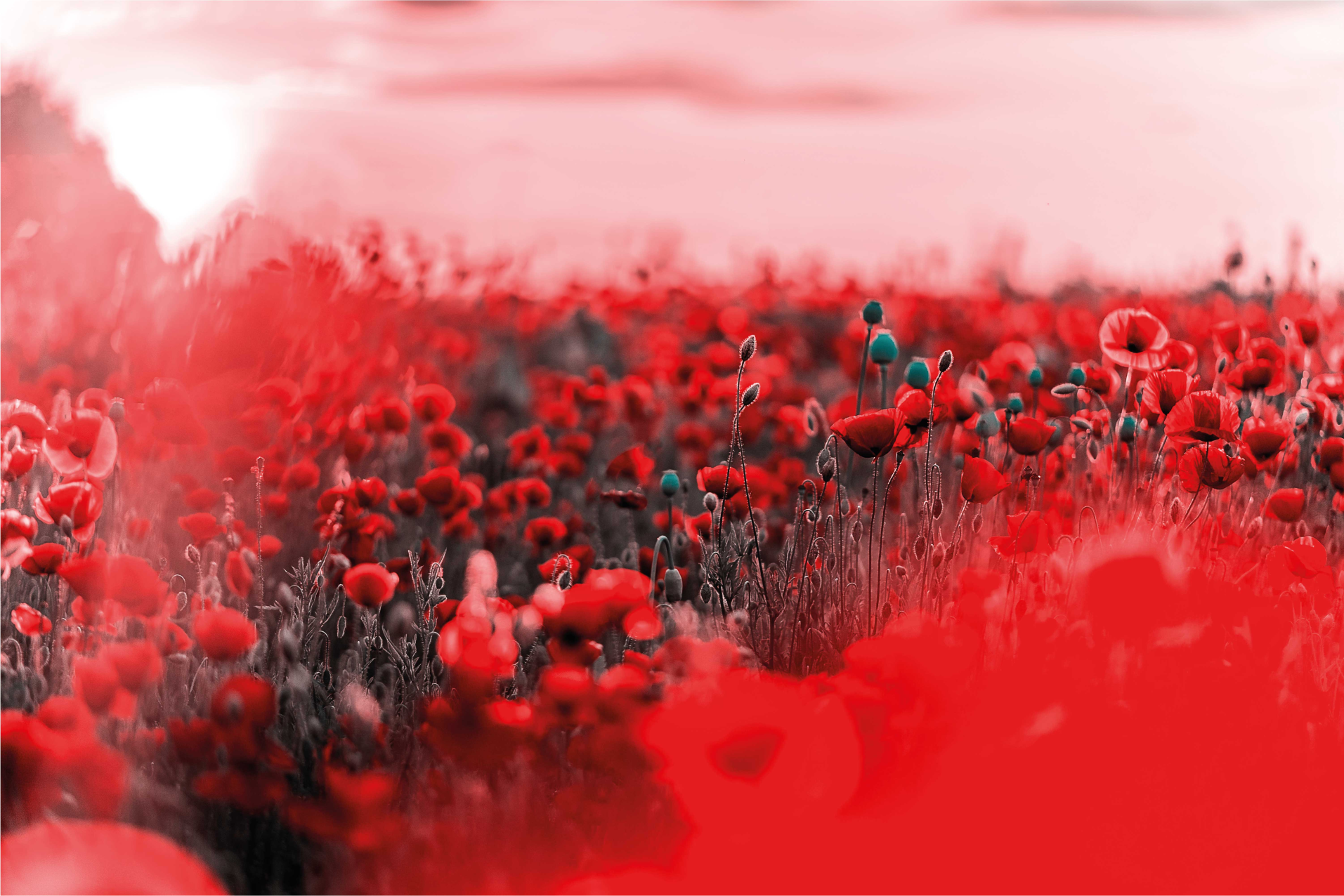 Tapis vinyle plantes scène florale rouge - TenStickers