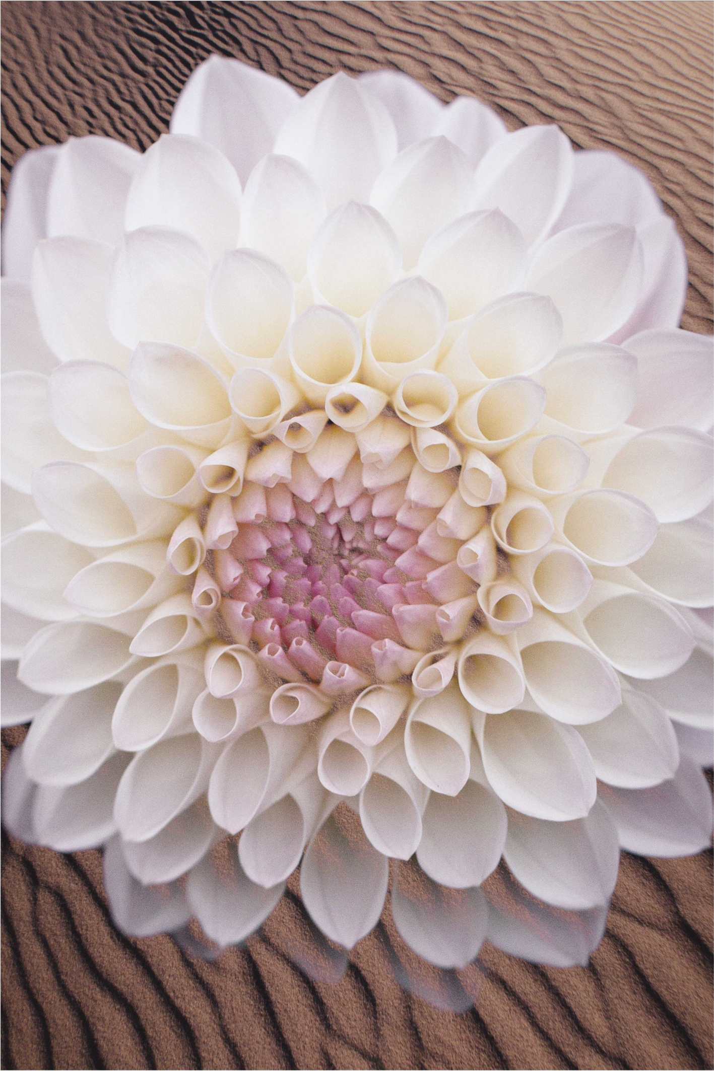 Tapis vinyle plantes composition florale gracieuse - TenStickers