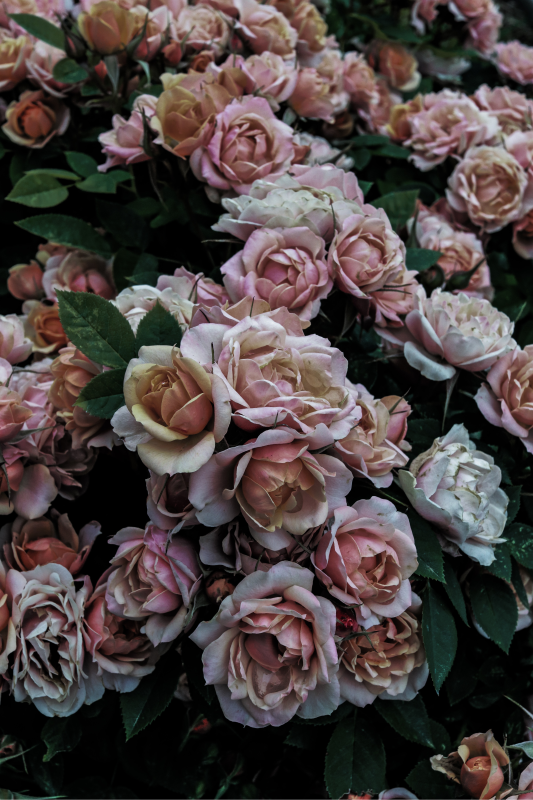 Tapis vinyle plantes élégante présentation florale - TenStickers